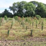 SRF Eucalyptus