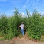 0.5ha SRC Willow