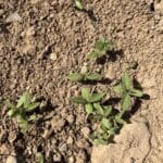 Hemp seedlings emerging
