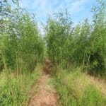 0.5ha SRC Willow