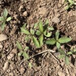 Hemp seedlings