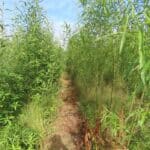 0.5ha SRC Willow