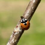 Ladybird eating an Aphid on SRF Poplar