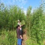 0.5ha SRC Willow