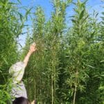 0.5ha SRC Willow