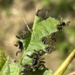 Sawfly Larvae on SRF Alder