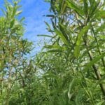 0.5ha SRC Willow