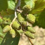 SRF Alder