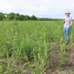 Miscanthus giganteus