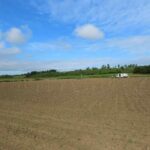 SRF Italian Poplar planting