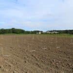 SRF Italian Poplar planting