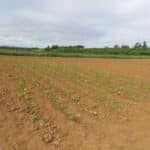 Sida planting