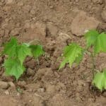 Sida planting