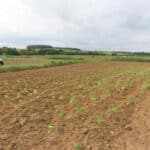 Sida planting
