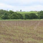 SRF Italian Poplar planting