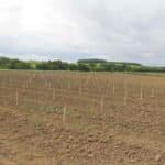 SRF Italian Poplar planting