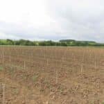 SRF Italian Poplar planting