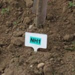SRF Italian Poplar planting