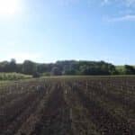 SRF Italian Poplar planting