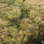 Damage to SRC Poplar