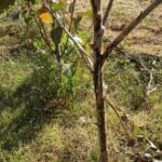 Damage to SRC Poplar