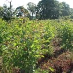 SRF Alder at Ayrshire, June 2024