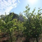 SRF Alder at Ayrshire, June 2024