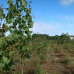 SRF Poplar