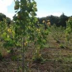 SRF Poplar