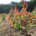 SRF Eucalyptus