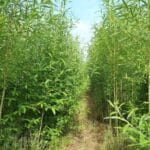 0.5ha SRC Willow