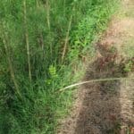0.5ha SRC Willow