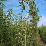 Leaf damage on willow variety Inger