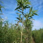 Leaf damage on willow variety Inger