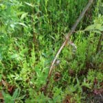 Deer damage to willow