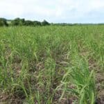 0.5ha Miscanthus giganteus