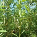 Damage to Willow variety Inger