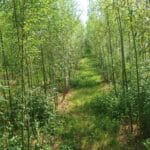 0.5ha SRC Willow, AFBI, June 2024