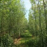 0.5ha SRC Willow, AFBI, June 2024