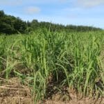 Miscanthus