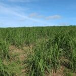 Miscanthus