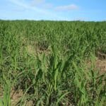 Miscanthus