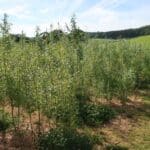 0.5ha SRC Willow