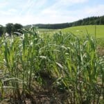 Miscanthus