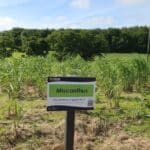 Miscanthus Plot Sig