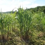 Miscanthus