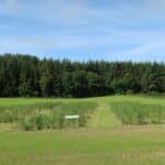 2023 Miscanthus Variety Trial