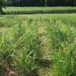 2023 Miscanthus Variety Trial
