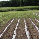2024 Miscanthus Variety Trial