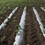 2024 Miscanthus Variety Trial